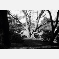 Ilford Ortho plus 36 / 135