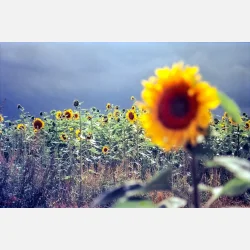 Kono Delight ART 100 135-36