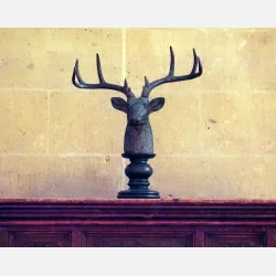 Kono Delight ART 400 135-36