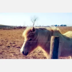 Kono Delight ART 400 135-36