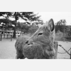 ILFORD FP4 PLUS 135-36