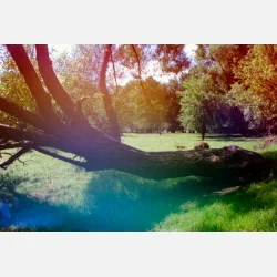 Kono Original Galaxy 135  36 ISO 100-400