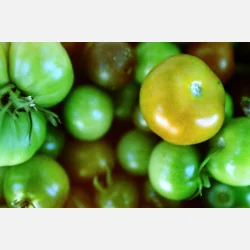 Kono Original Monsoon 135  36 ISO 100-400