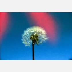 Kono Original Sunstroke 135  36 ISO 100-400