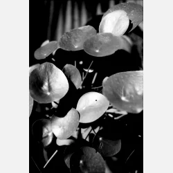 Kono Slow B&W 135-36 ISO 6