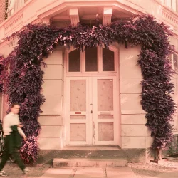 Lomography Purple 400 120