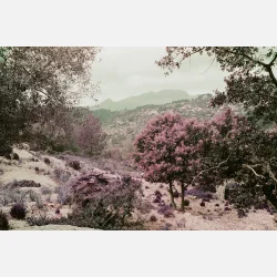 Lomography Purple XR 100-400