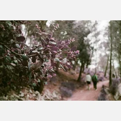 Lomography Purple XR 100-400