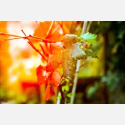 Kono Original Sunstroke 135  36 ISO 100-400