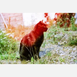 Kono Original Sunstroke 135  36 ISO 100-400