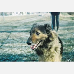 Kono Original Monsoon 135  36 ISO 100-400